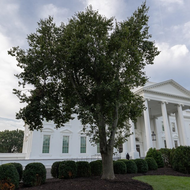 A leafy maple tree in front of the White House.