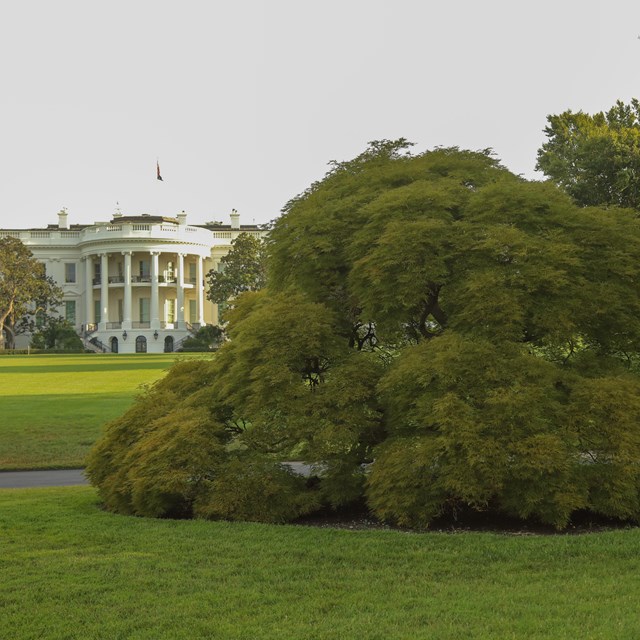 A gumdrop-shaped Japanese maple next to a roadway; the White House is seen in the background.