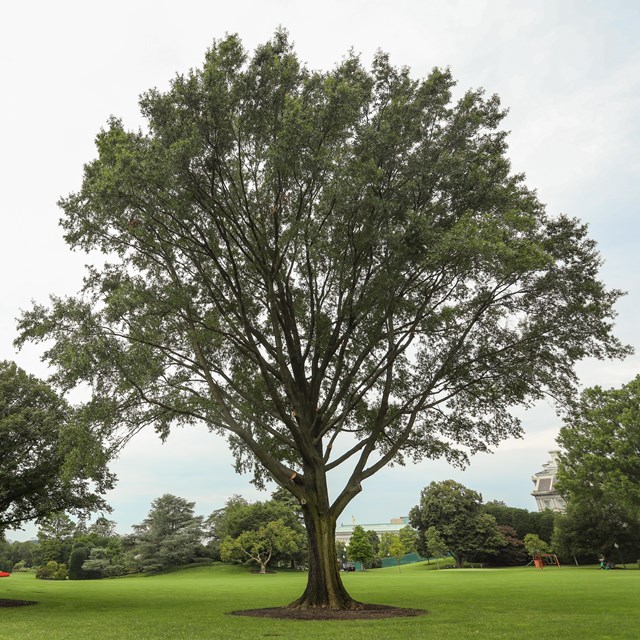 A large oak tree in front of the South Portico at the White House.