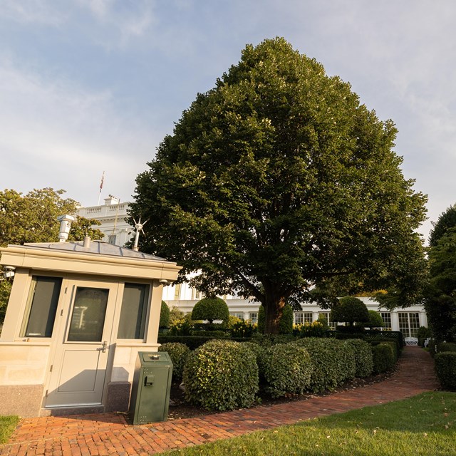 A cone-shaped, leafy linden tree by a small guard stand.