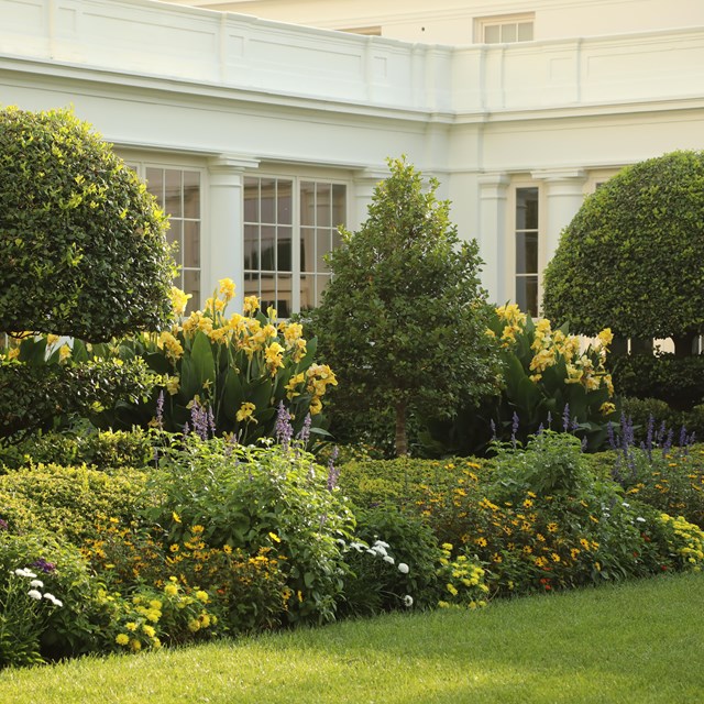 Rows of flowering plants in front of the White House