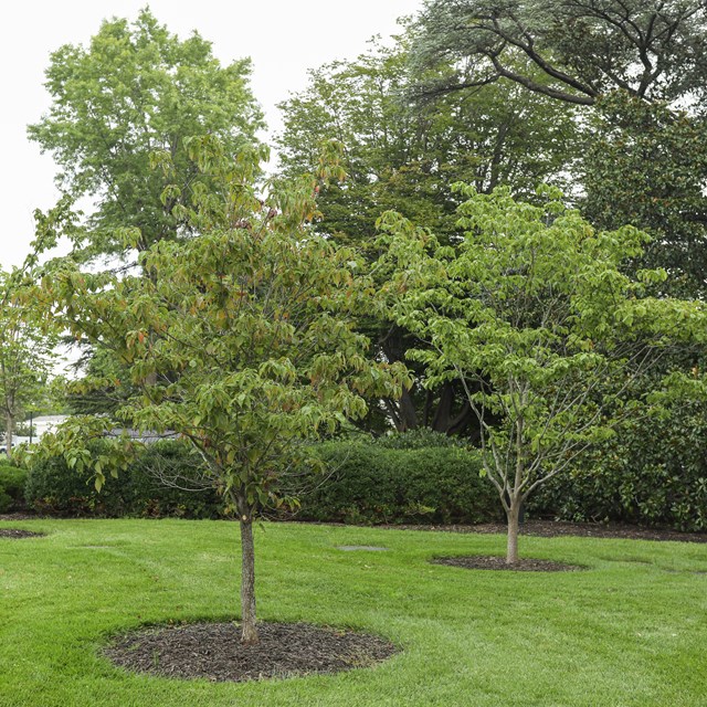 Three small dogwood trees on a mowed lawn.