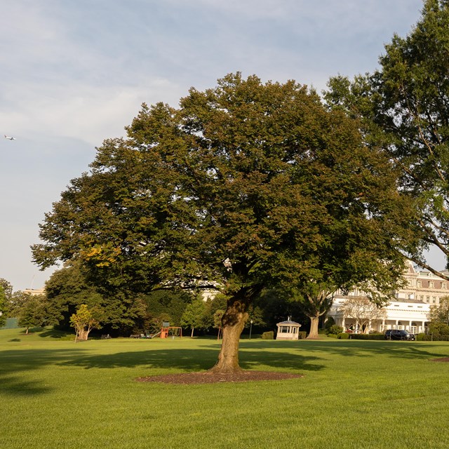 A medium-sized round tree along the curving drive to the south entrance of the White House.