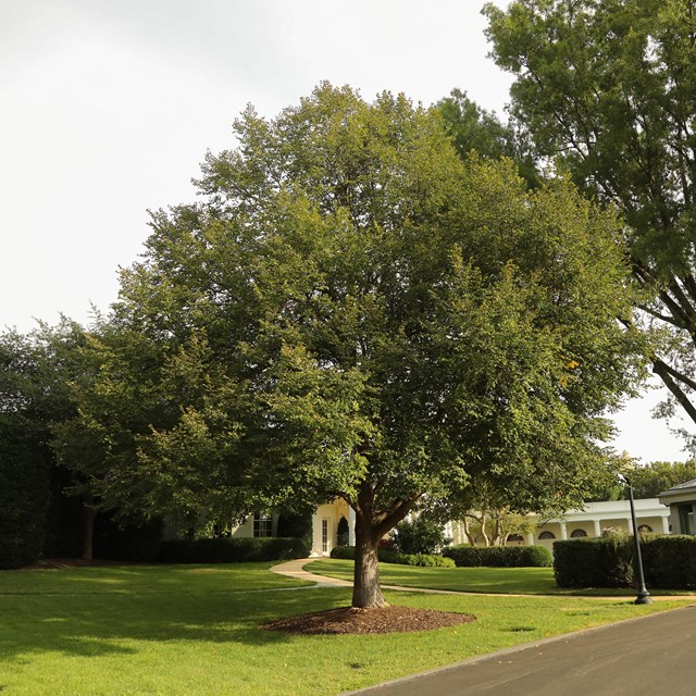 A cone-shaped crown of a linden tree sits atop a lollipop-like trunk near a security checkpoint.