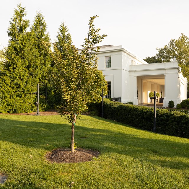 A small cherry tree near the east entrance of the East Wing.