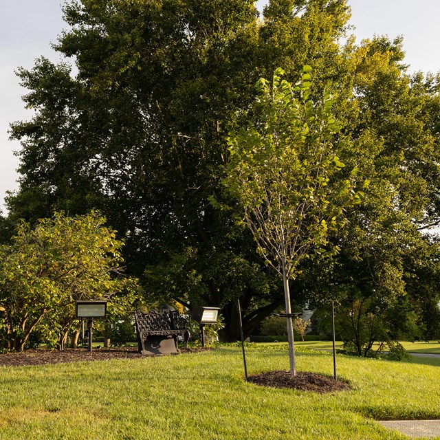 A small elm tree near the White House.