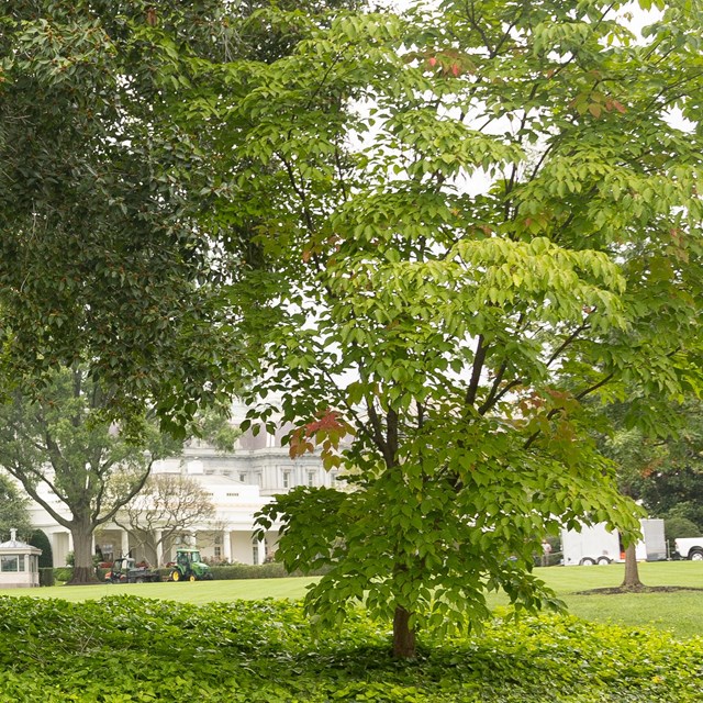 A small, round tree on a grassy hillside.