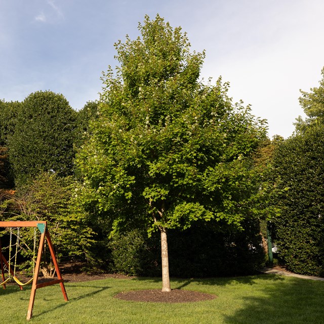 A triangular-shaped maple tree adjacent to a children's play structure.