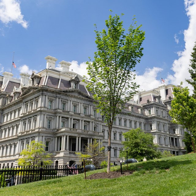 A small elm tree in with the Executive Office Building in the background.