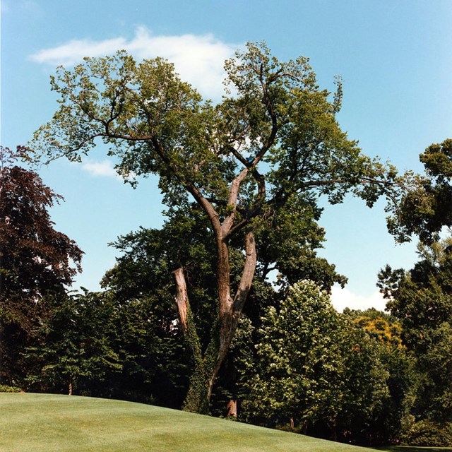 Very tall elm tree on grassy hill on sunny day