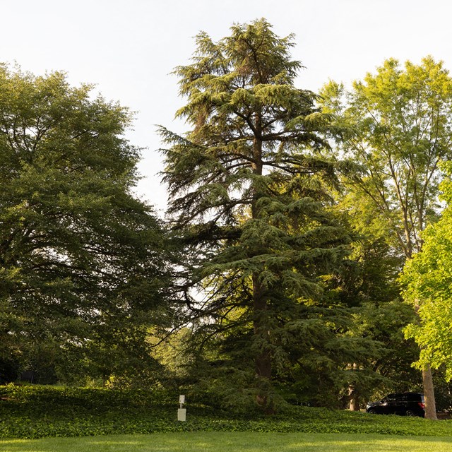 A tall cedar tree stands among other trees.