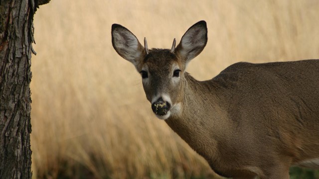A buck with newly growing antlers in a field of yellow tall grasses