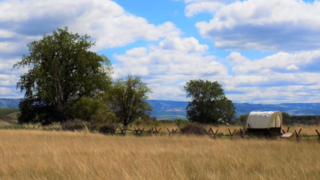 A yellow tall grass field, a wagon and trees in the distance, a partly cloudy blue sky hangs above
