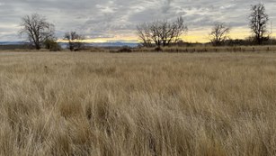 A yellowed tall grass prairie, trees without leaves, sun rising on the horizon and cloudy sky