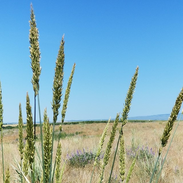 Great basin wild rye under a blue sky