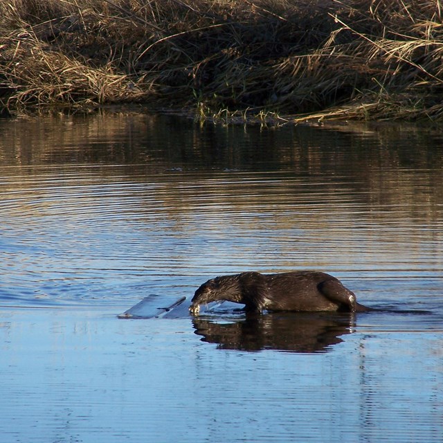 An otter sits on a board floating in water