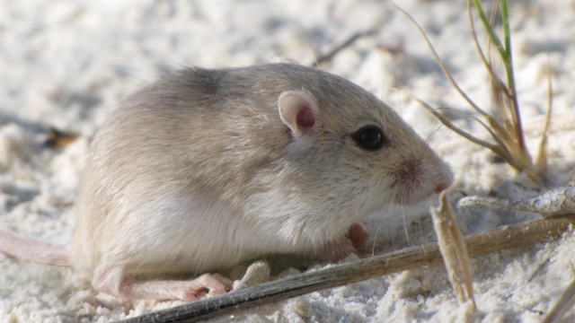 a sandy white mouse eats vegetation on top of a white dune it blends with