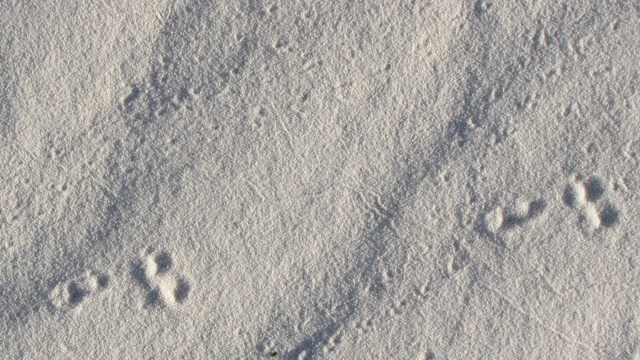 a row of small indentations in the sand show where an apache pocket mouse crossed the white dunes.