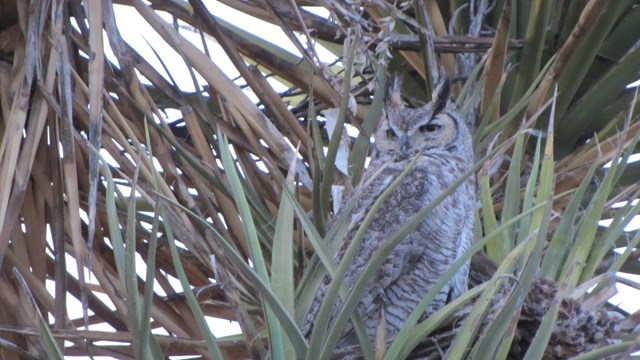 a large greyish owl sit a top green spiny leaves of a tall Yucca plant.