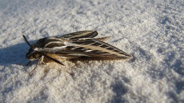 a brown moth with white stripes sits on top of white sands