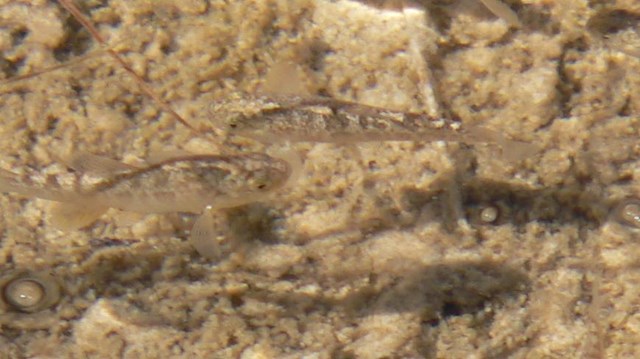 a school of small brownish fish swim in a shallow pool of water on top of the sand