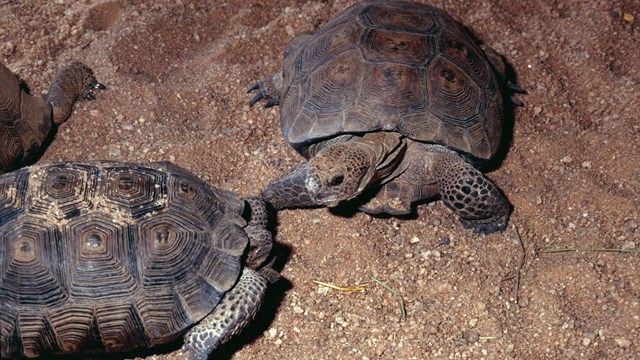 two dark brown turtles looking at each other on the dunes at night