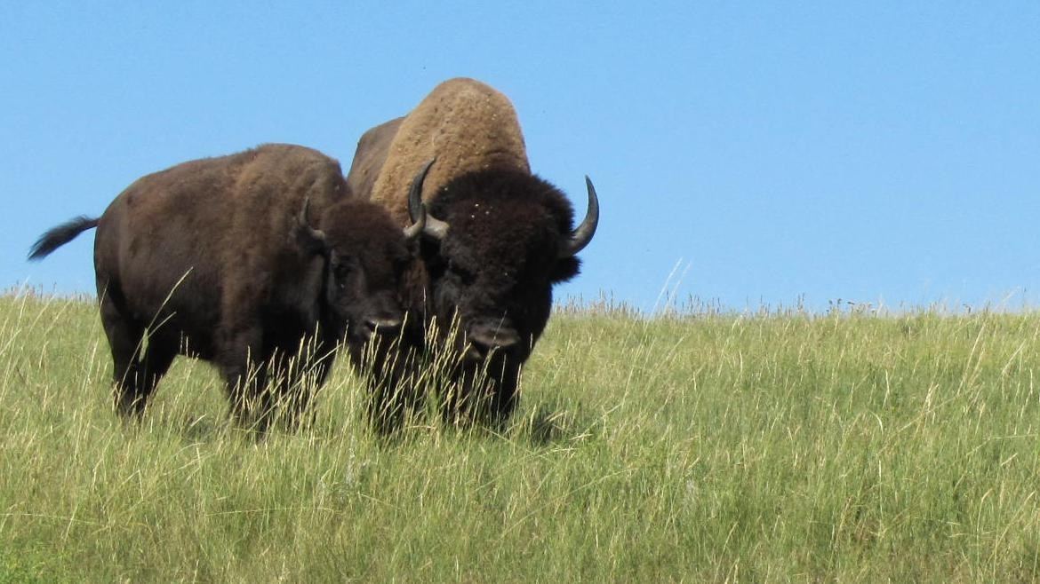 Bison on the prairie