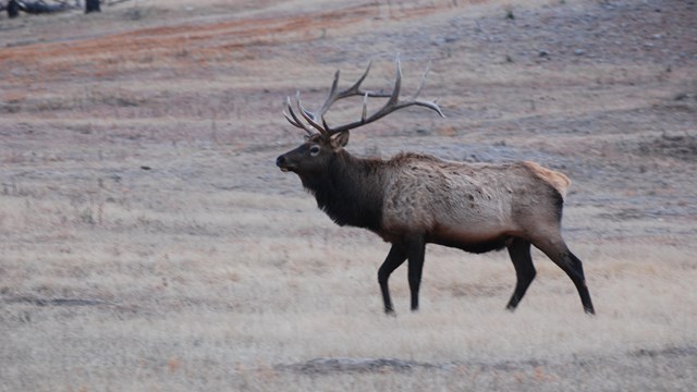 A bull elk wandering through the prairie