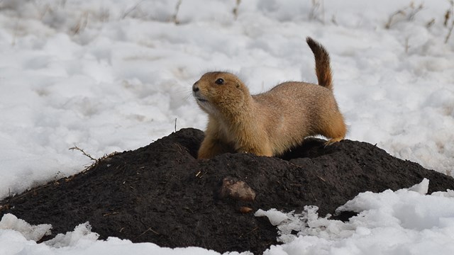 a prairie dog crouching on a small dirt mound in the snow