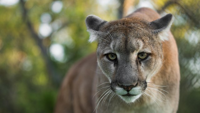a large brown cat.