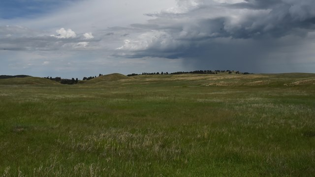 An open expanse of green prairie with scattered ponderosa pine trees in the distance.