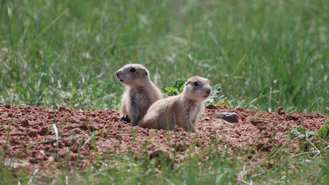 two young prairie dogs sitting at the entrance to a burrow in the prairie