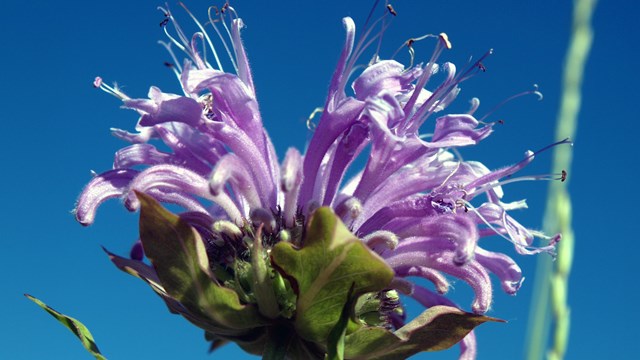 The prairie is home to a diverse array of plants.