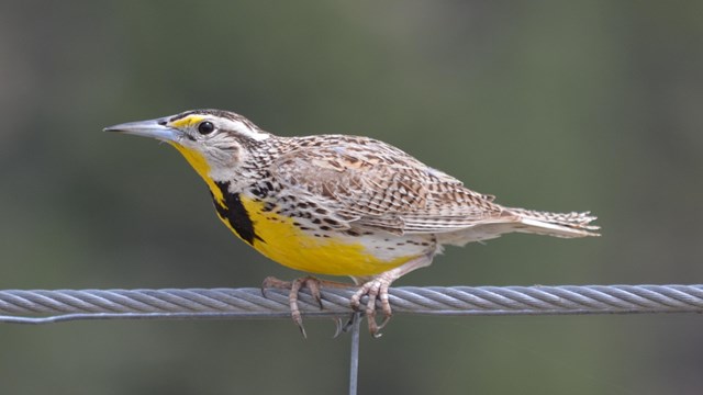 a brown and yellow bird with a black chest perched on a fence