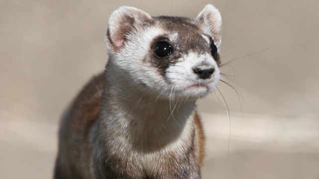 a tan ferret with a black mask and black legs