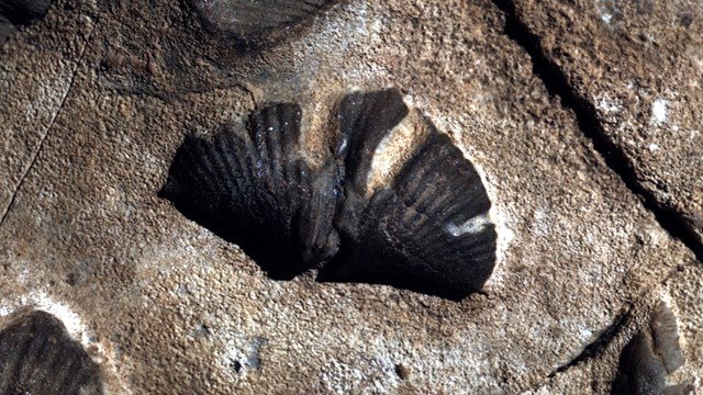 A brachiopod shell imprinted in the cave.