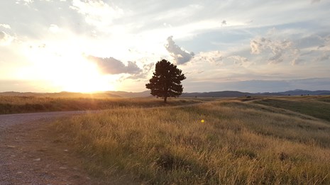 a single pine tree in the open prairie next to a dirt road at sunset
