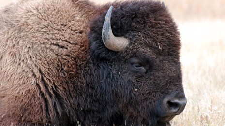 bison lying in grass