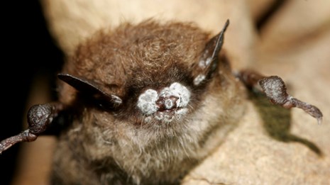 A bat with white fungus on its snout