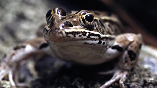 a frog with dark spots on a rock