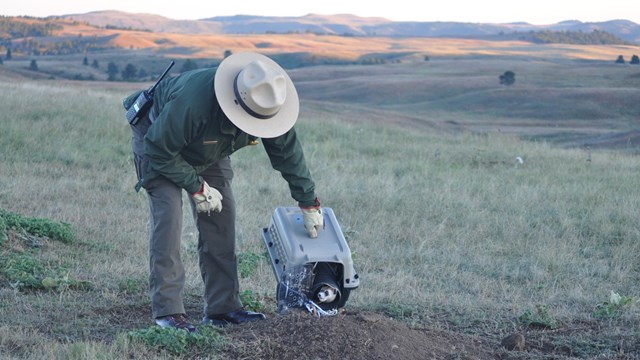 a ranger releasing a ferret from an animal carrier into a prairie dog burrow