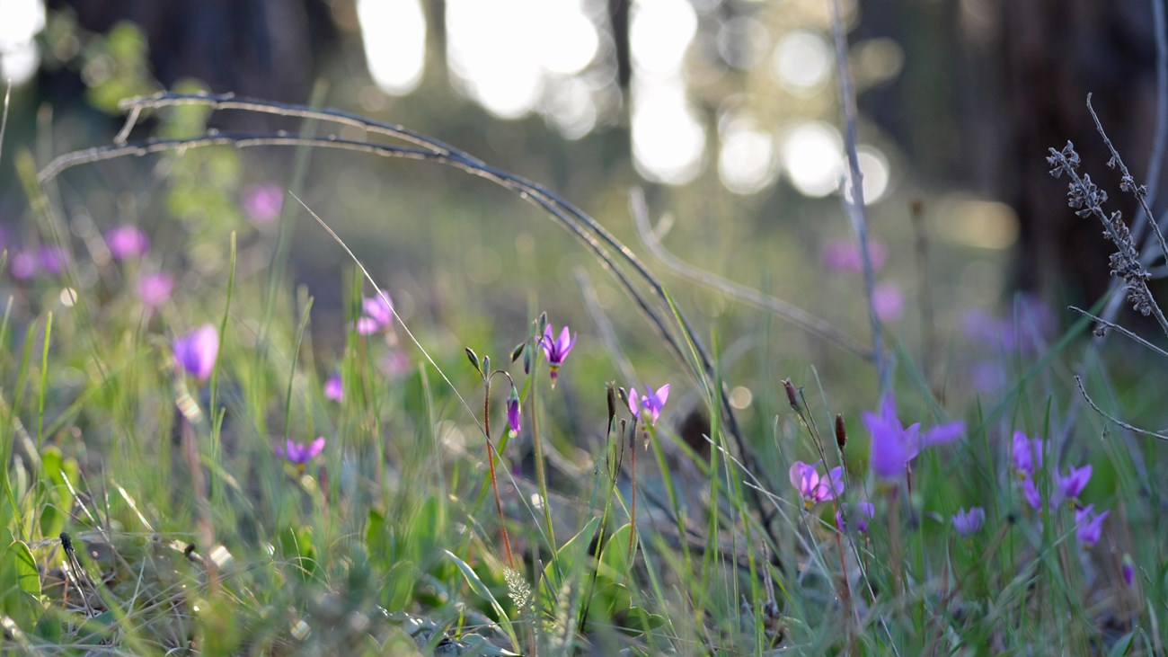 wildflowers