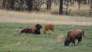two adult bison and one orange calf in an open prairie