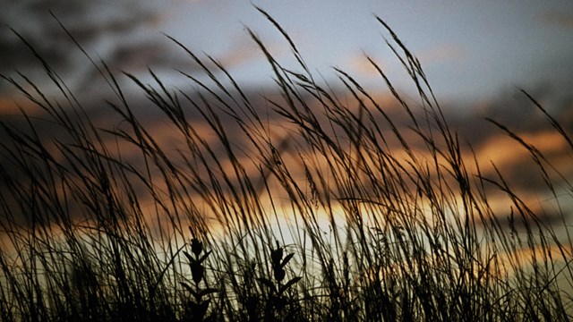 Grasses, Sedges and rushes