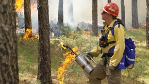 a wildland firefighter holding a drip torch next to a smoldering grass fire in the trees