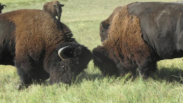 two adult male bison clash horns