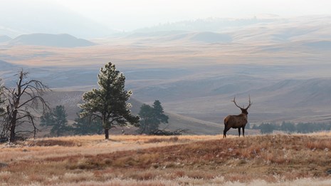a male elk with large antlers stands in the open fall prairie on a foggy morning