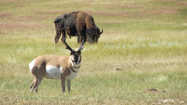 a pronghorn antelope and an adult bison in the prairie