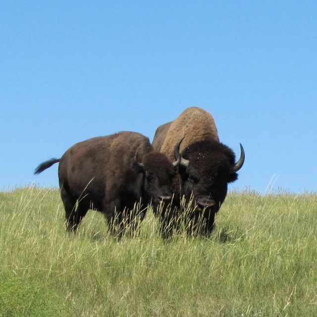 Bison on the prairie