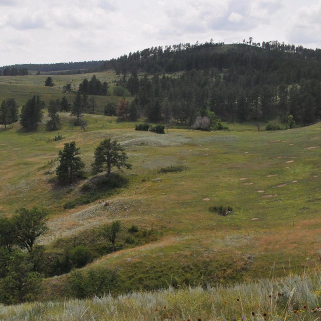 Spanning view of forest merging into prairie hills